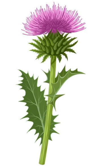 Scottish Thistle