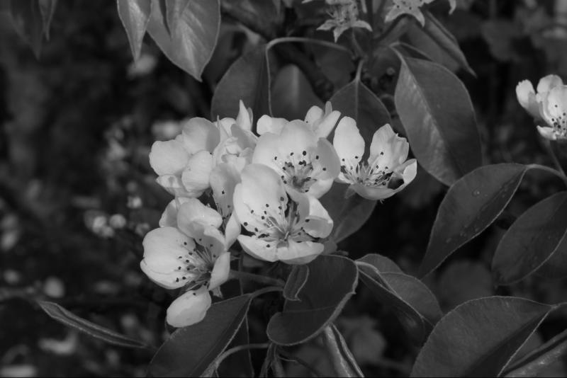 Pear Blossom