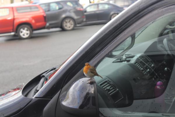 Robin