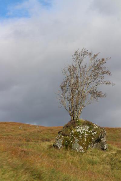 Rock Tree