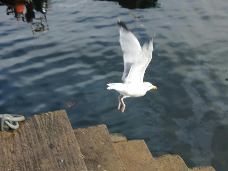 Seagull