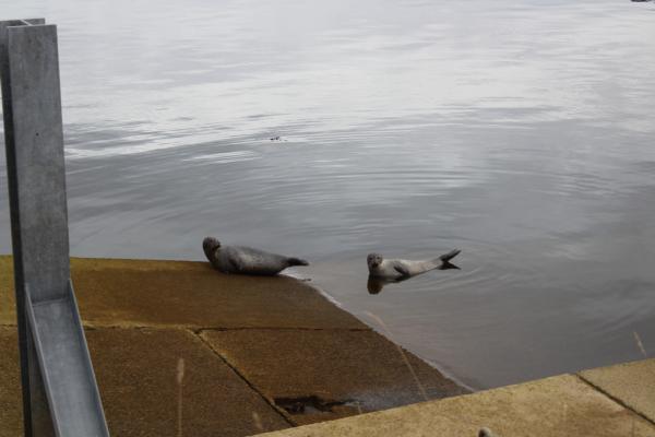 Seals